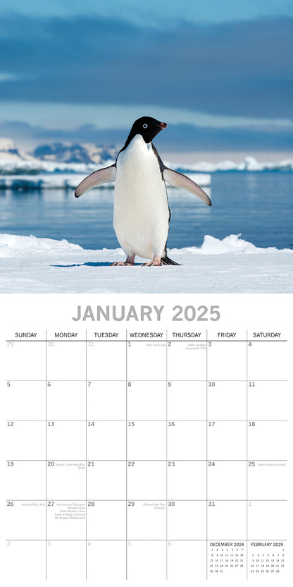 Penguins - 2025 Square Wall Calendar Pets Animals 16 Months Premium Planner Gift