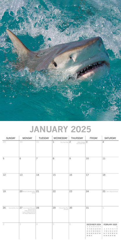 Sharks - 2025 Square Wall Calendar Pets Animals 16 Months Premium Planner Gift