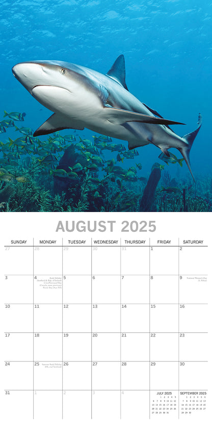 Sharks - 2025 Square Wall Calendar Pets Animals 16 Months Premium Planner Gift